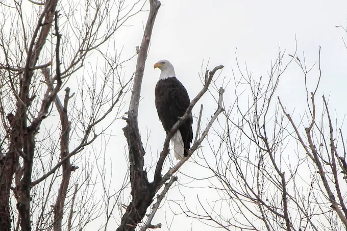 🐾 The Best Places to See Wildlife Around Fort Collins