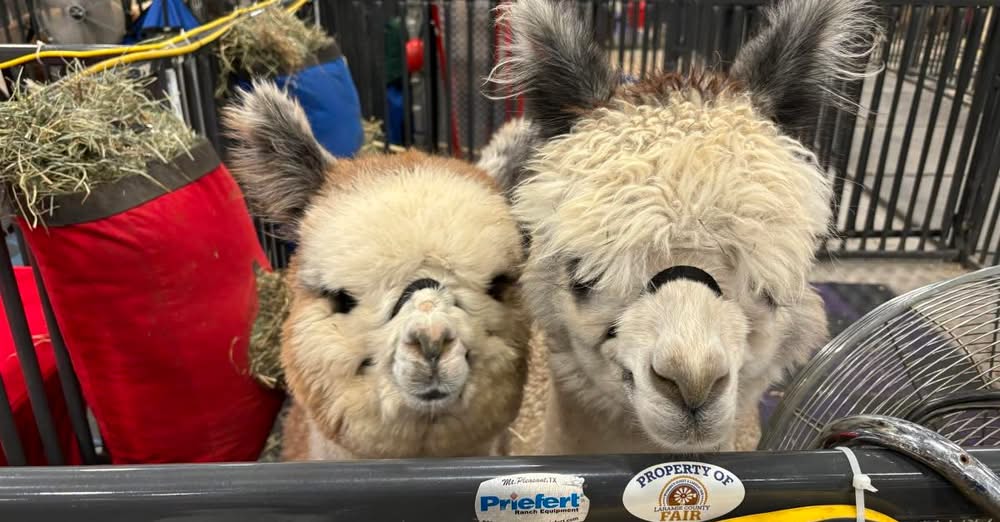 🦙 Fuzzy Weekend Alert: Alpacas Are Taking Over Longmont