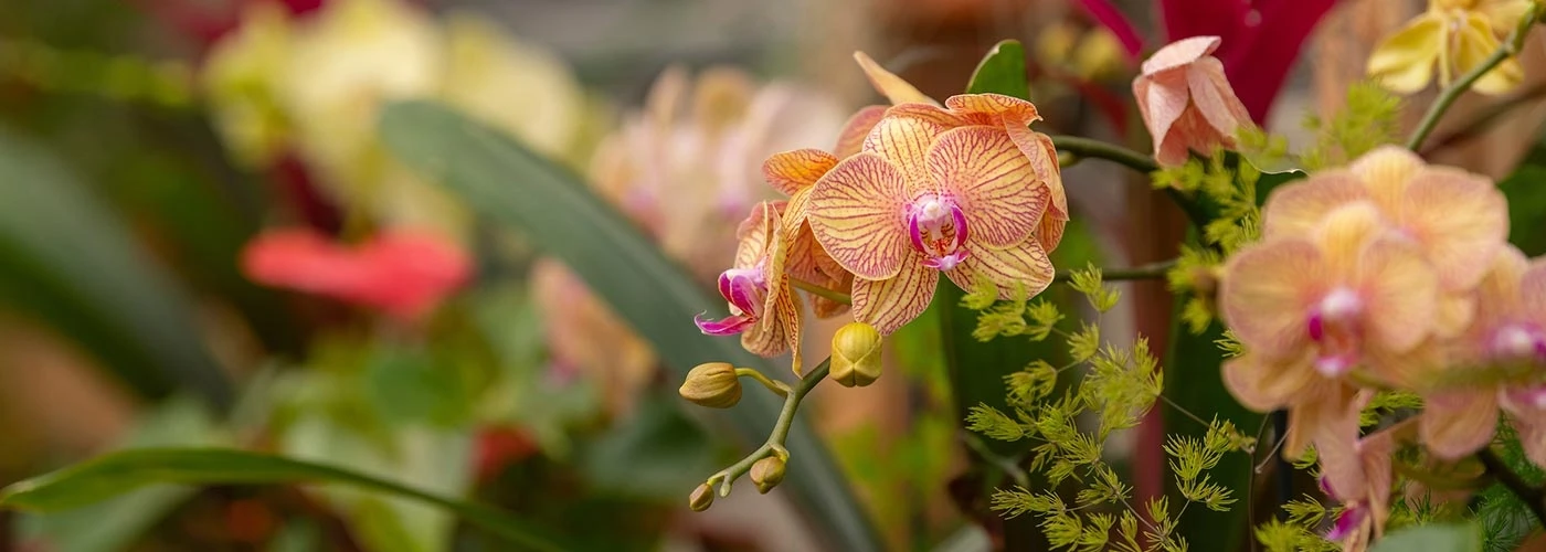 🌸 Orchid Showcase at Denver Botanic Gardens