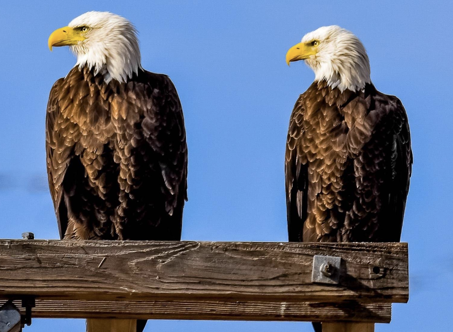 🐦 Where to Go Birding This Winter (Local-Favorite Style)