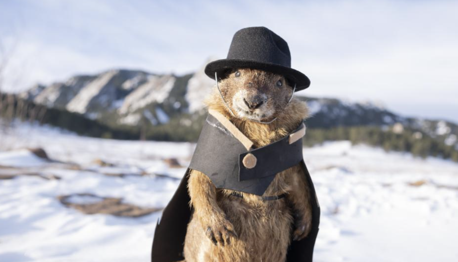 🦫 Flatiron Freddy: Boulder’s Groundhog Day Icon