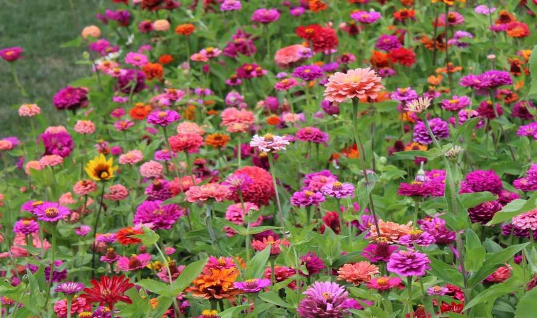 Cut Flowers That Thrive in Longmont 🌸