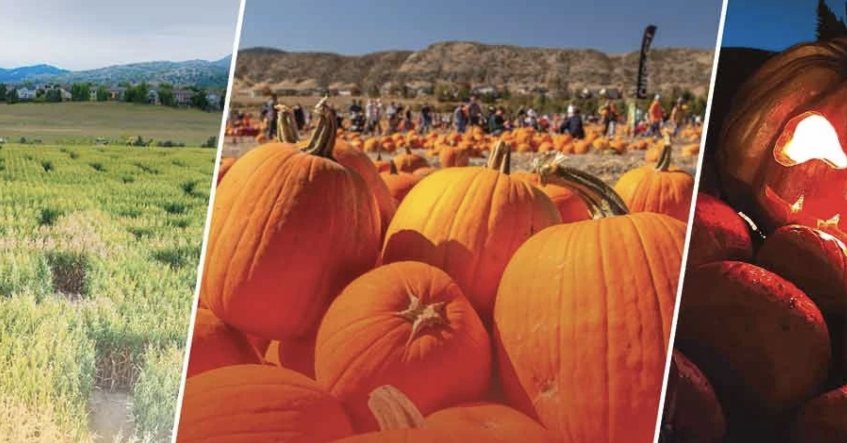 Fall Magic at Denver Botanic Gardens 🌸🎃🌽