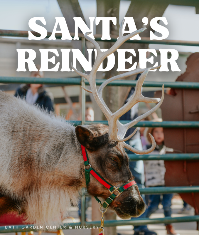 🦌 Visit Santa’s Reindeer (Yes, the Real Ones)
