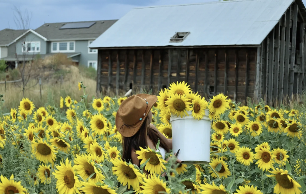 ☀️ Squeeze the Most Out of Summer in Longmont