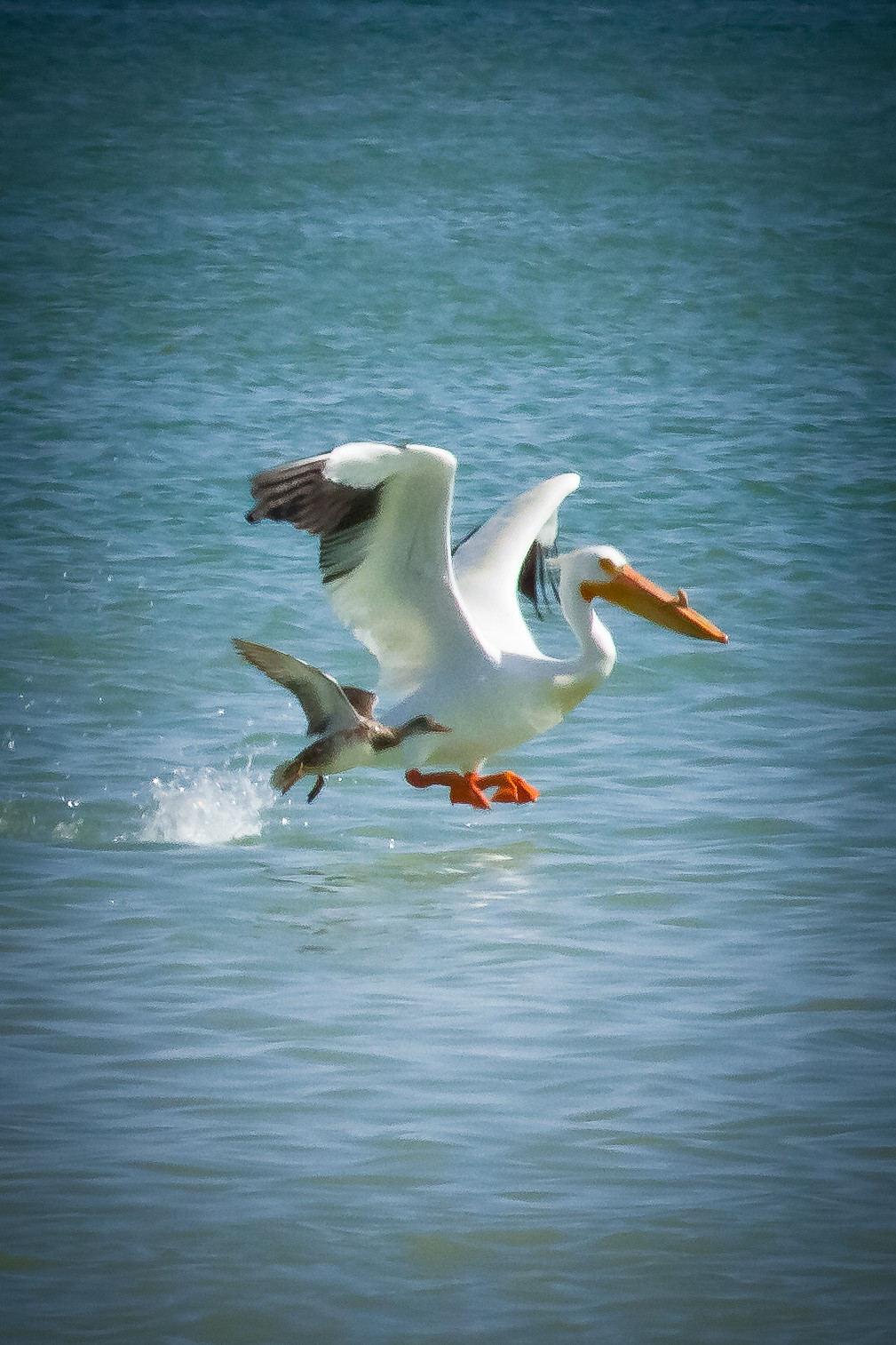 🐦 Birding in Longmont: Feathered Adventures Await