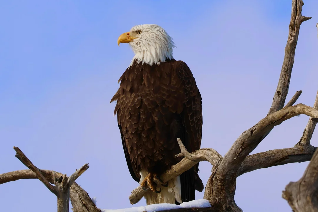 Winter Bird Buds of Longmont 🐦
