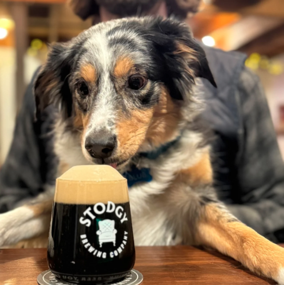 🐶❤️ FoCo’s Best Dog-Friendly Date Spots