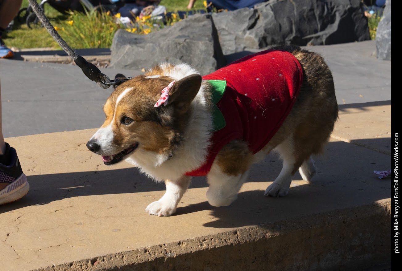 🐾 It’s a Corgi Carnival, Fort Collins Style!