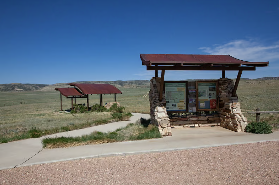 🦬 Go Wild for Wildlife