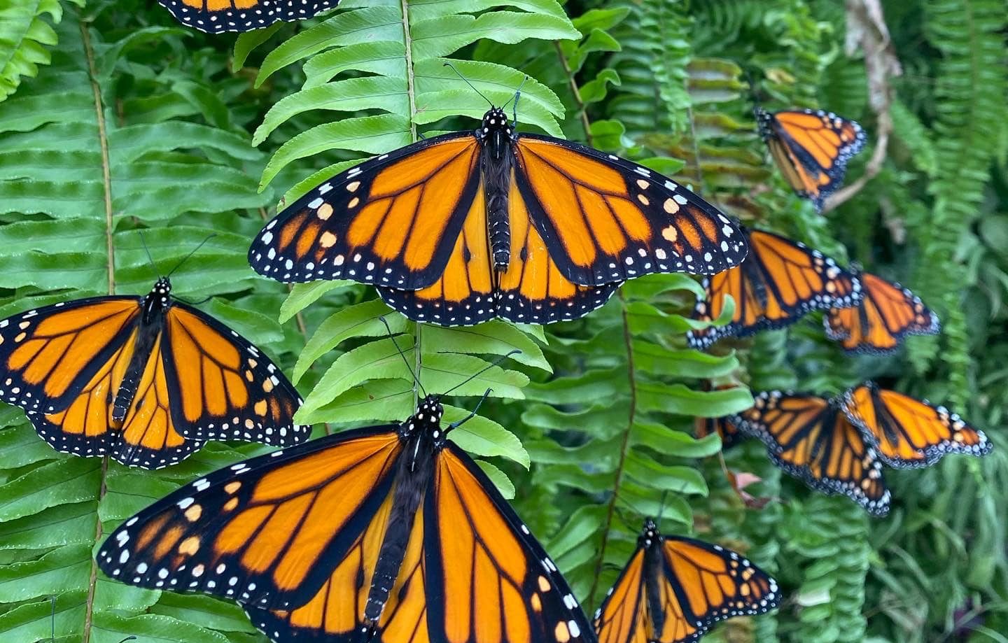 🦋 Monarch Magic Is Back — And There’s Still Time to Go