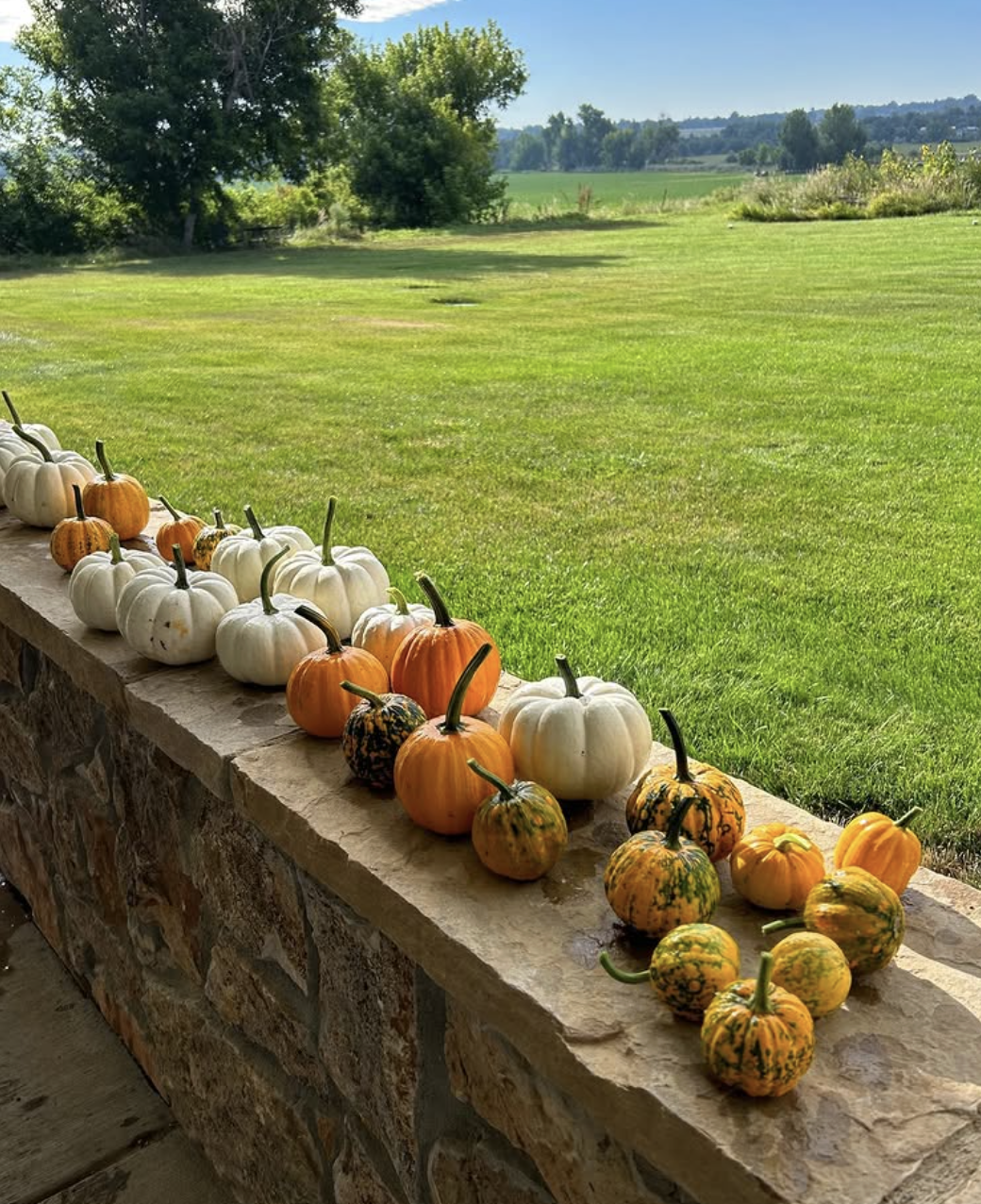 🎃 Pumpkins, Zinnias & Sweet Corn: Fall at Munson Farms Is Pure Boulder Magic