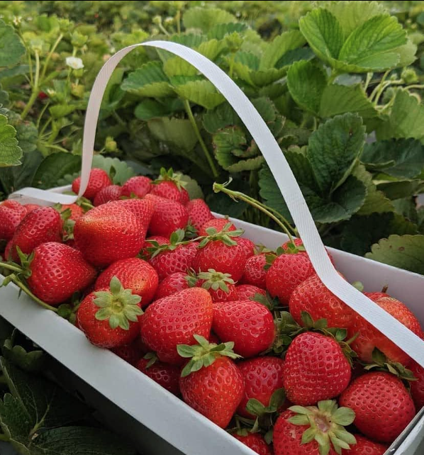 🍓 A Sweet Summer Day at Garden Sweet