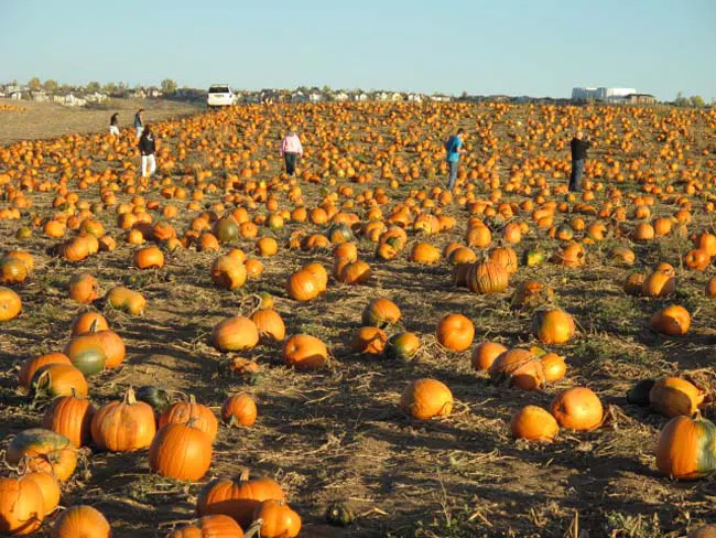 🚜 Farm Hoppin’ Fun: Boulder’s Bounty Is Calling